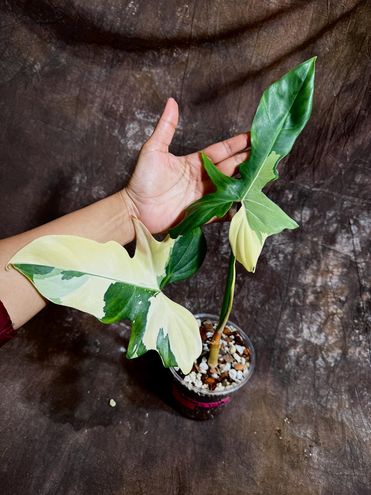 Philodendron Golden Dragon Variegated Established Plant in a Nursery Pot- Collector Rare Indoor Live Plants - SAME Exact Plant - US Seller