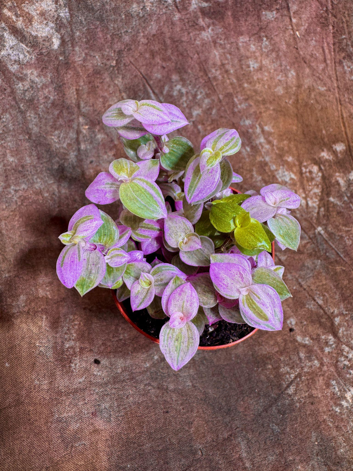 Callisia Repens in a 2” Nursery pot | Pink Panther Tradescantia Starter Plant | Pink Lady Plant | Turtle Vine | Low Light Indoor Plant