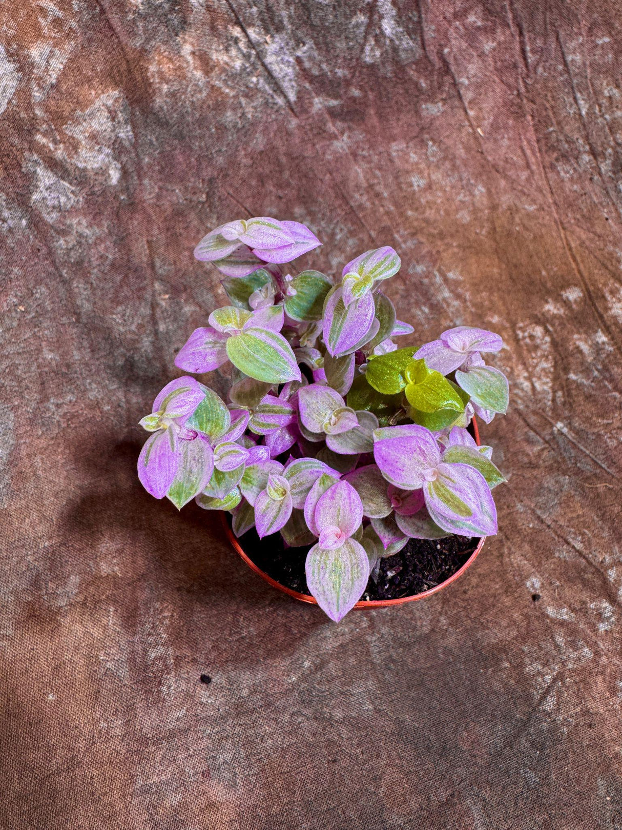 Callisia Repens in a 2” Nursery pot | Pink Panther Tradescantia Starter Plant | Pink Lady Plant | Turtle Vine | Low Light Indoor Plant