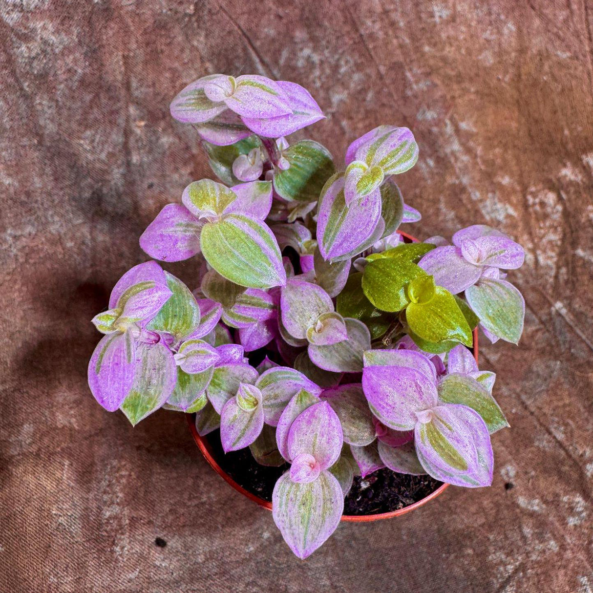 Callisia Repens in a 2” Nursery pot | Pink Panther Tradescantia Starter Plant | Pink Lady Plant | Turtle Vine | Low Light Indoor Plant