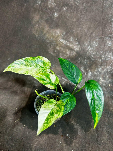 Variegated Golden Flame Epipremnum Pinnatum in a Nursery Pot - Variegated Indoor Plant -SAME Pot as picture - US Seller