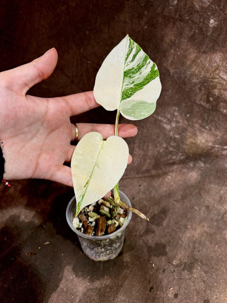 Variegated Monstera Albo Plant - Rare Indoor White Monstera Albo Borsigiana Plant - Monstera Albo Baby Leaf Plant - Rare Houseplant