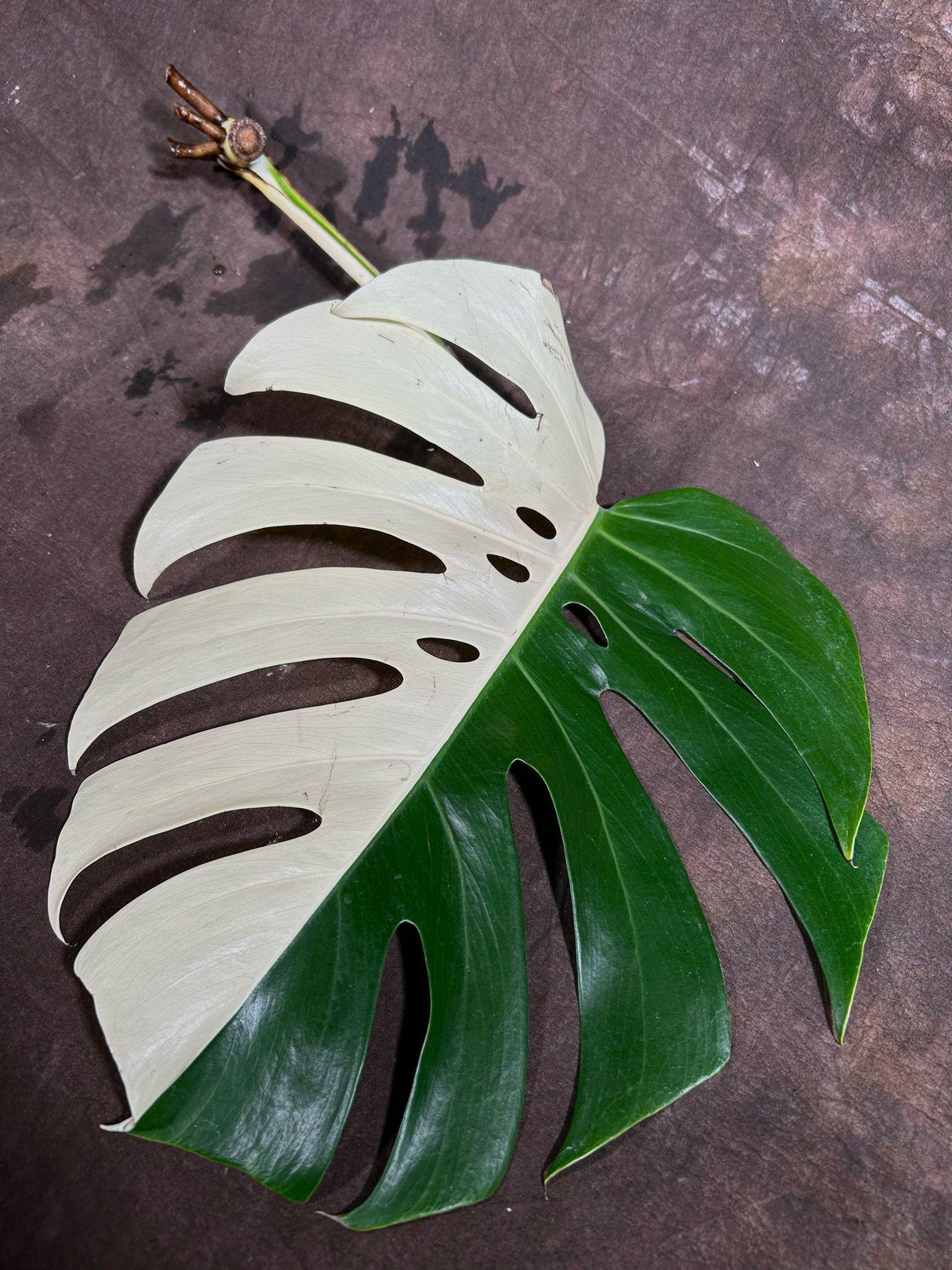 Monstera Albo Cutting - Rare variegated Monstera Borsigiana Albo - Beginners Plant - Collector Live Plant - Large Form - Non-Exact