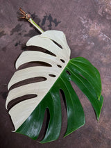 Monstera Albo Cutting - Rare variegated Monstera Borsigiana Albo - Beginners Plant - Collector Live Plant - Large Form - Non-Exact