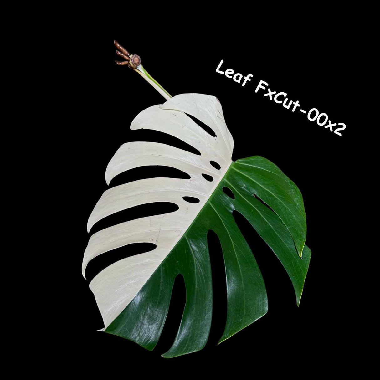 Monstera Albo Cutting - Rare variegated Monstera Borsigiana Albo - Beginners Plant - Collector Live Plant - Large Form - Non-Exact