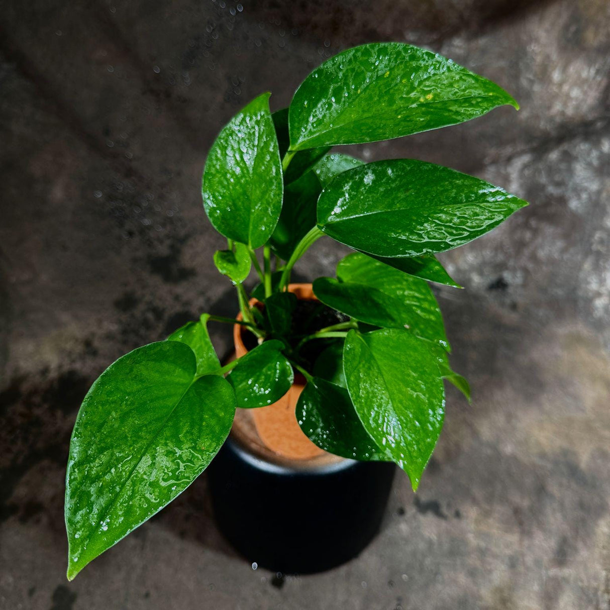 Jade Pothos in 3” Pot - Epipremnum Aureum Jade - Vining Low Light Indoor Plant - Air Purifying Tropical Houseplant - Live Indoor Plant