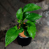 Jade Pothos in 3” Pot - Epipremnum Aureum Jade - Vining Low Light Indoor Plant - Air Purifying Tropical Houseplant - Live Indoor Plant
