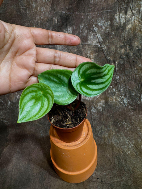 Bulk Watermelon Peperomia 2" – Set of 10 Live Peperomia Argyreia Plants - Tropical Indoor Houseplant