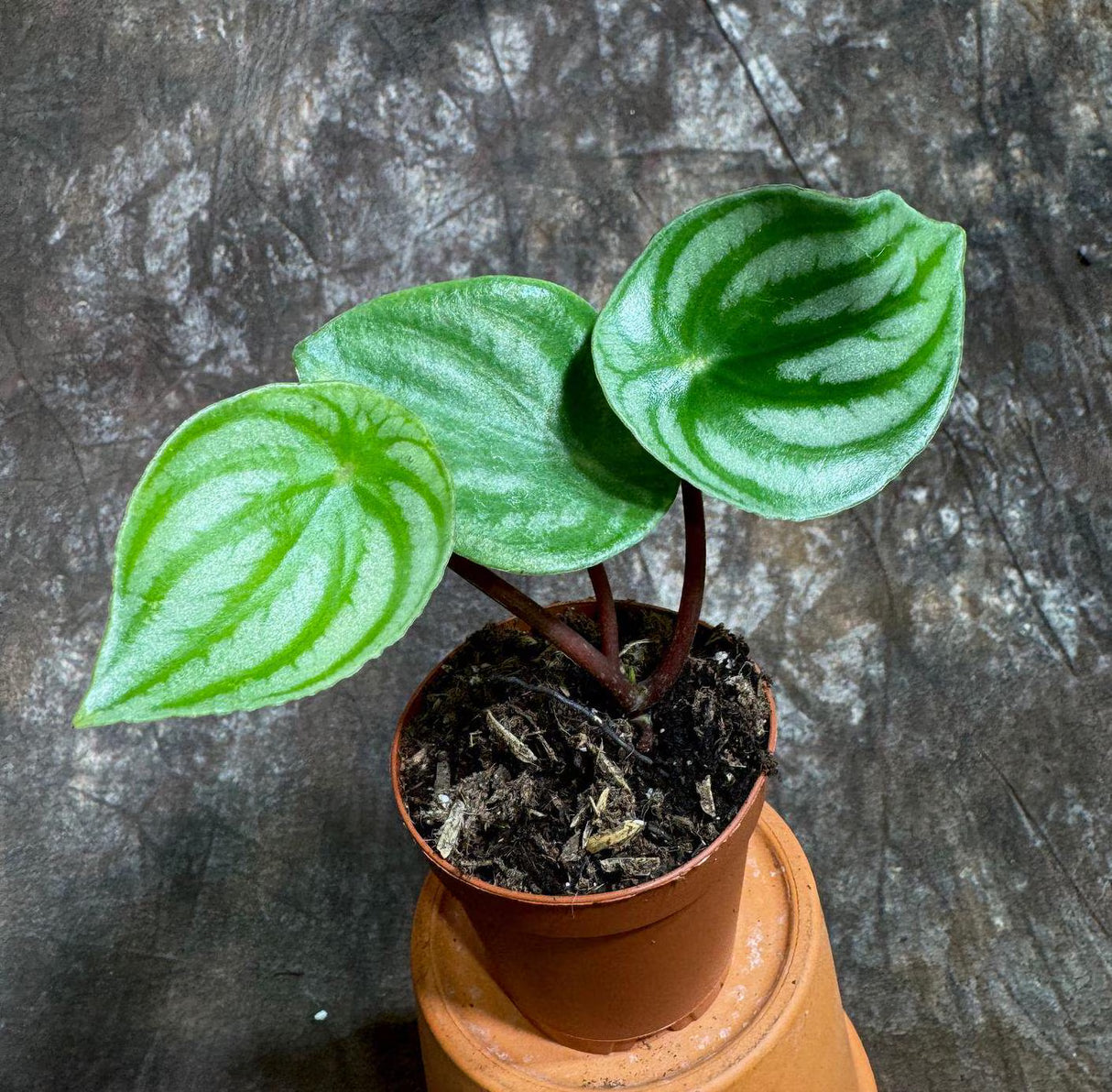 2" Watermelon Peperomia Bulk-Case10- Live Peperomia Argyreia Plants (Case of 10 Pots)