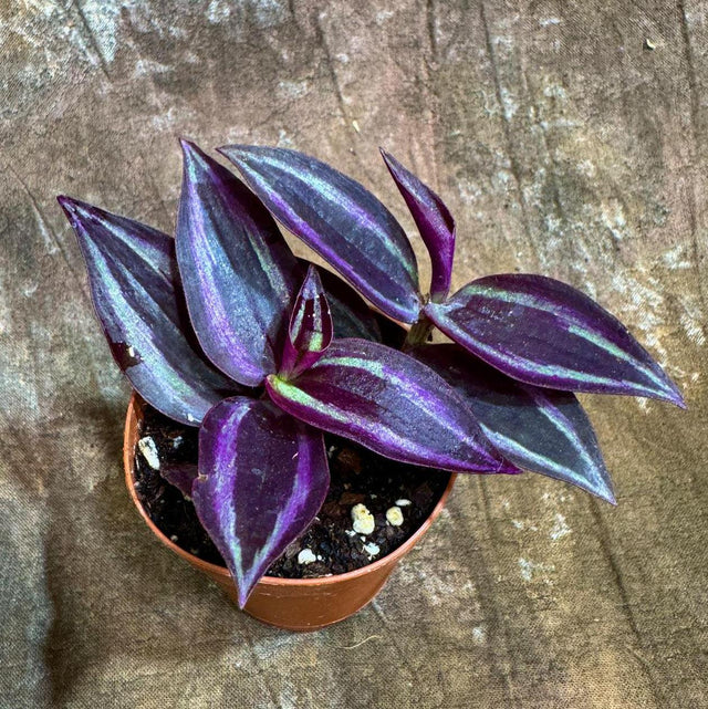purple house plant tradescantia Tradescantia Wandering Jew - Live Plant in a 2 Inch Pot - Tradescantia Albiflora