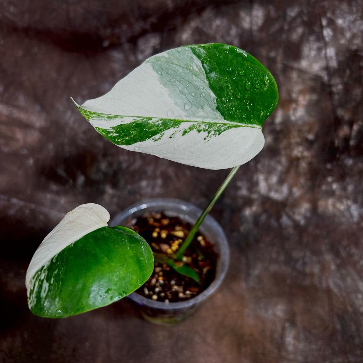 Variegated Monstera Albo Plant - Rare Indoor White Monstera Albo Borsigiana Plant - Baby Leaf Plant - Rare Houseplant -EXACT Plant