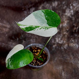 Variegated Monstera Albo Plant - Rare Indoor White Monstera Albo Borsigiana Plant - Baby Leaf Plant - Rare Houseplant -EXACT Plant