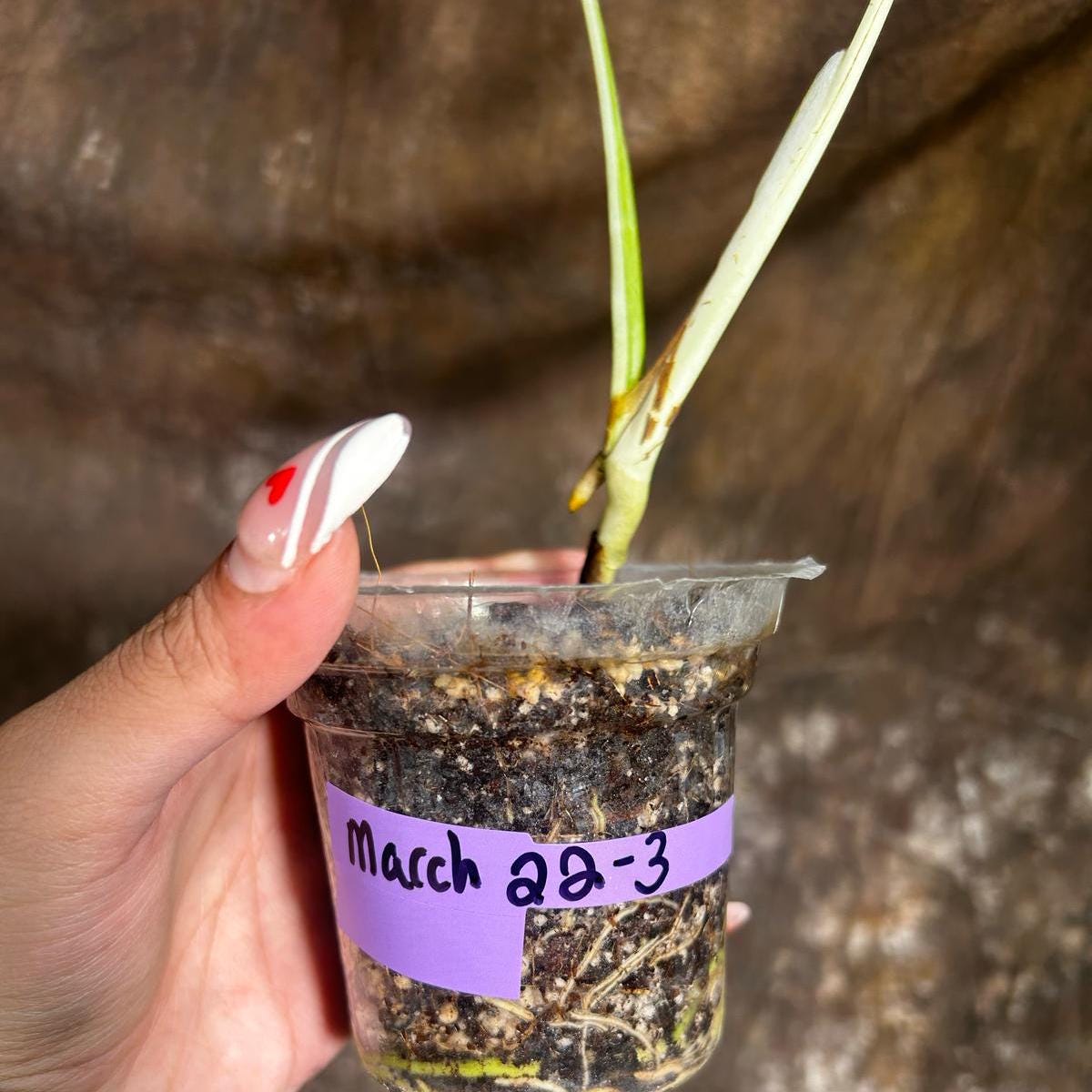 Variegated Monstera Albo Plant - Rare Indoor White Monstera Albo Borsigiana Plant - Baby Leaf Plant - Rare Houseplant -EXACT Plant
