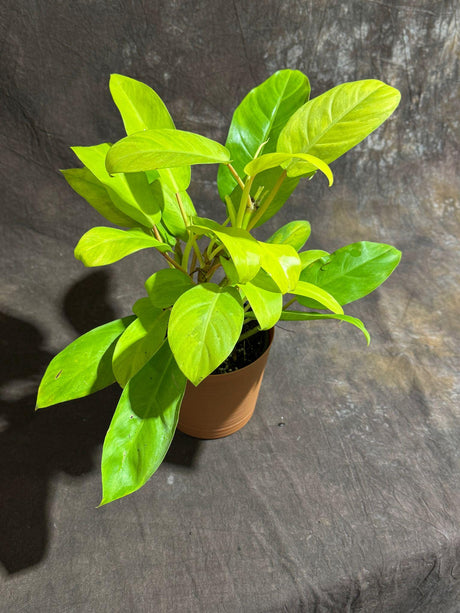 Lemon Lime Philodendron in a 6" Decorative Pot - Low Maintenance Indoor Vining Air Purifying Plants - Philodendron Cordatum