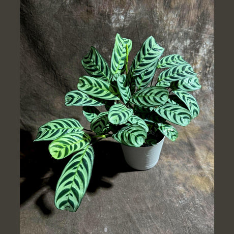 Calathea Burle Marx in 6” Self-Watering Decorative pot - Maranta Amabilis Burle Marxii Live Plant - Air Purifier Fishbone Prayer Plant