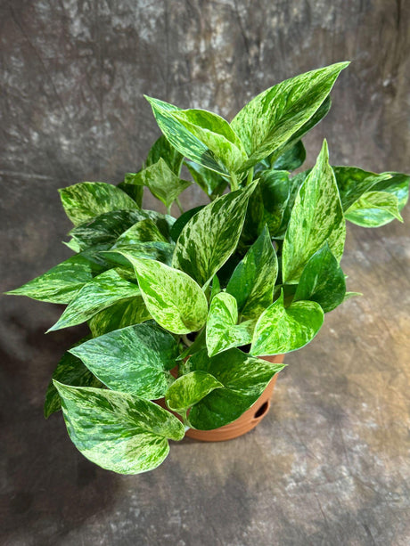 Marble Queen Pothos 6” Self-Watering Pot - Variegated Vining indoor Plant - Easy-Care Low Light Shelf, Table, Office Gift Plant with Pot