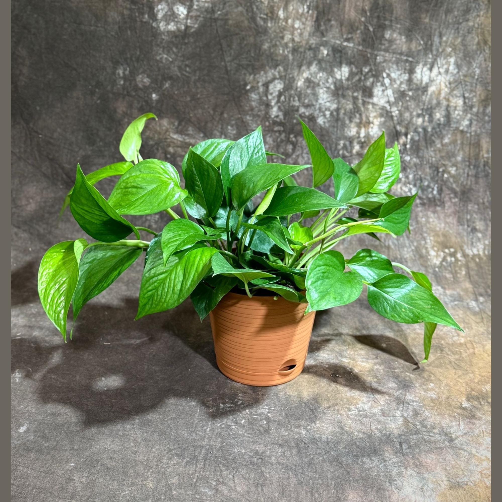 philodendron jade TropicalPlants.com Green Jade Pothos (Epipremnum Aureum) Live Plant in 6 in. Growers Pot White Contemporary Planter with Built-in Saucer