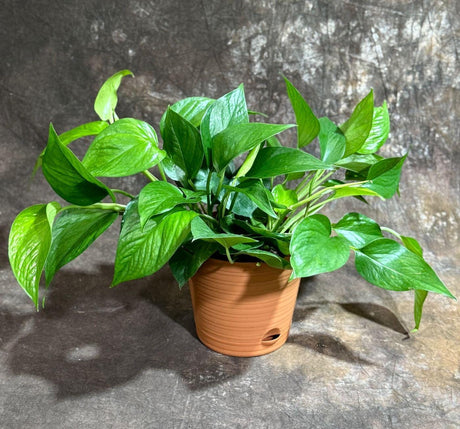 Jade Pothos in 6” Decorative Pot | Jade Philodendron | Jade heart leaf philodendron | Vining Low Light Indoor Plant | Air Purifying Plant