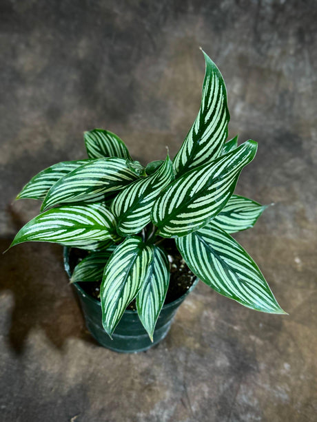 Calathea Vittata Live Plant in 4” Grow Pot | White Striped Calathea | Indoor Easy Beginner Plant | Pet Friendly Plants - Gift Plants