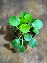 Chinese Money Plant in a 4" Grow Pot - Pilea Peperomioides - Money Plant - Low Light Indoor Houseplants - Lucky Coin Plant - Air Purifier