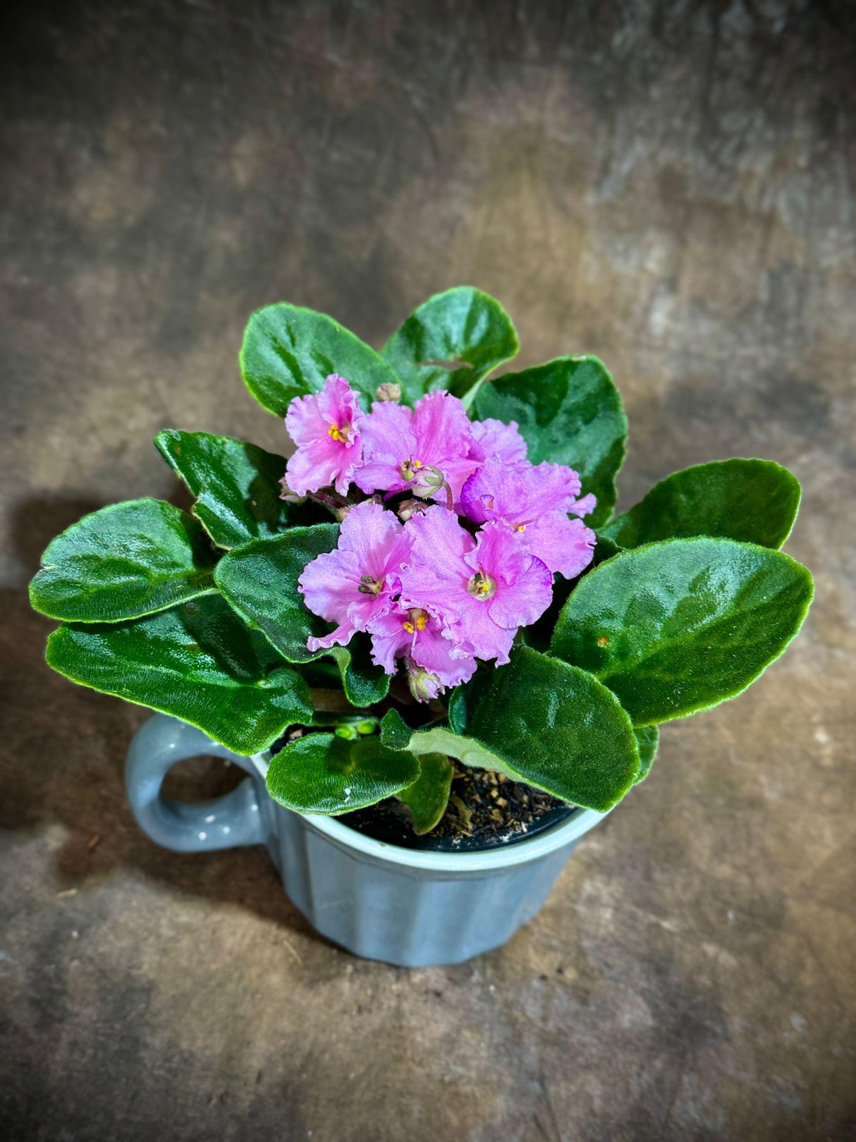 African Violet in 4" Ceramic Cup - Pink Violets - Pink Indoor Blooming Flower Plant - Terrarium Plant - Live Flower Plant For Birthday Gift