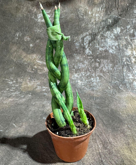 Snake Plant Spear Braided Plant in a 2" Pot - Sansevieria Cylindrica Low Light Indoor Succulent Plant - Kids Room Plant - Pet Friendly