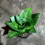 Rare Sansevieria 'Forest Star' Snake Plant in a 4” Pot - Indoor Air Purifier Plant - Live Houseplant - Best Office Plant - Gift for Mom