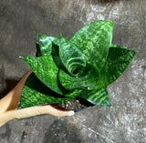 Rare Sansevieria 'Forest Star' Snake Plant in a 4” Pot - Indoor Air Purifier Plant - Live Houseplant - Best Office Plant - Gift for Mom