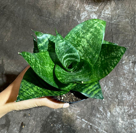 Rare Sansevieria 'Forest Star' Snake Plant in a 4” Pot - Indoor Air Purifier Plant - Live Houseplant - Best Office Plant - Gift for Mom