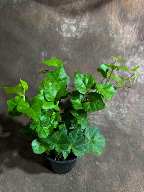 Green Ivy Live Plant in a 4" Pot - English Ivy Indoor Vining Plant - Trailing Plant - Low Light Climbing Plant - Easy Care House Plant