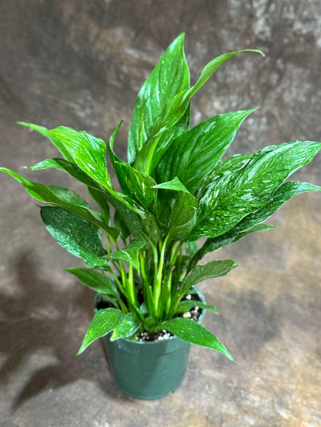 Variegated Peace Lily in a 4" Grow Pot - Spathiphyllum Domino Peace Lily - Air-Purifying Indoor Plant -Large Low-Light Plant