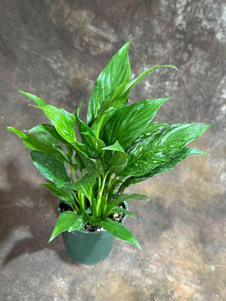 Bulk Variegated Peace Lily 4" - Set of 10 Live Variegated Spathiphyllum Plants - Indoor Air Purifying Houseplant