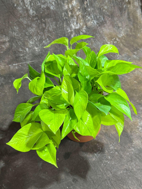 Neon Pothos Indoor Plant in a 6" Self-Watering Pot - Easy Care Low Light Live Plant - Neon Pothos Houseplant - Vining Plant