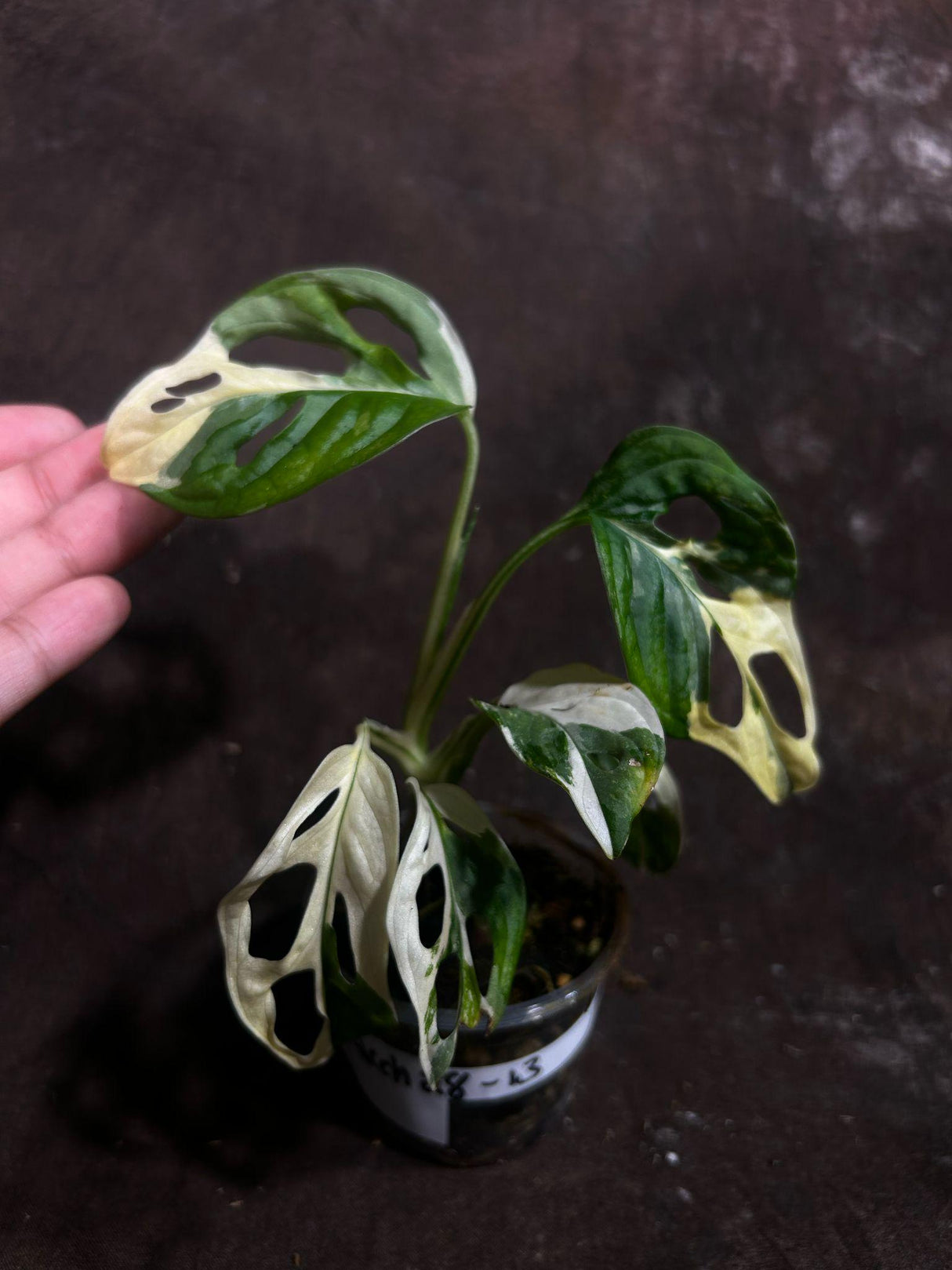 High Variegated White Monstera Adansonii Albo in a Nursery Pot - Swiss Cheese Single Leaf Potted Plant- Rare Collector Plant - US Seller