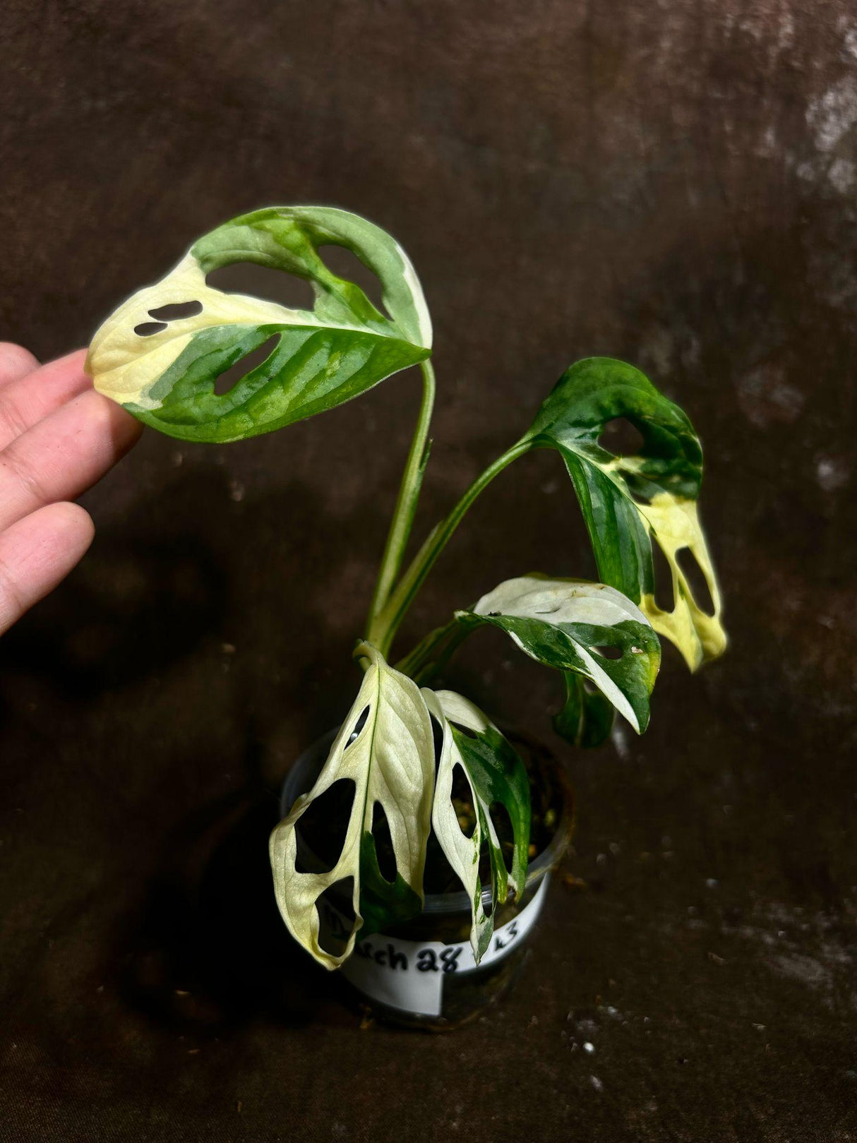 High Variegated White Monstera Adansonii Albo in a Nursery Pot - Swiss Cheese Single Leaf Potted Plant- Rare Collector Plant - US Seller