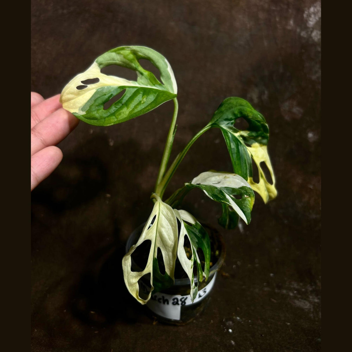 High Variegated White Monstera Adansonii Albo in a Nursery Pot - Swiss Cheese Single Leaf Potted Plant- Rare Collector Plant - US Seller