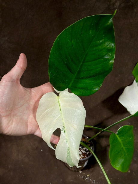 Variegated Monstera Albo Plant - Rare Indoor White Monstera Albo Borsigiana Plant - Baby Leaf Plant - Rare Houseplant-EXACT Plant -US Seller