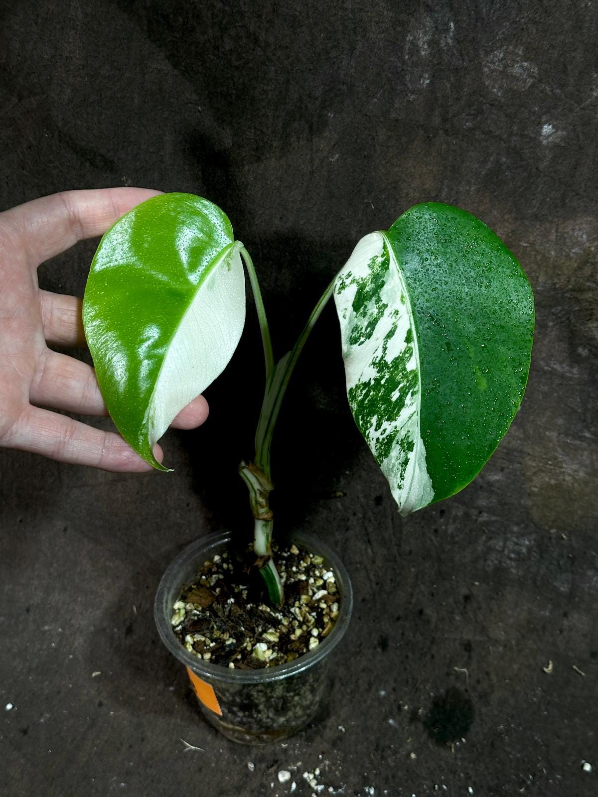 Variegated Monstera Albo Plant - Rare Indoor White Monstera Albo Borsigiana Plant - Half-Moon Leaf - Rare Houseplant-EXACT Plant - US Seller