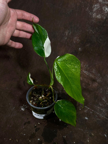 Variegated Monstera Albo Plant - Rare Indoor White Monstera Albo Borsigiana Plant - Monstera Albo - Indoor Plant - Rare Houseplant
