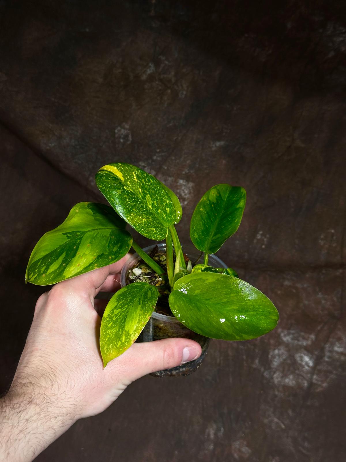 Philodendron Green Congo Hybrid Variegated Live Large Vibrant Pant - EXTREMELY Rare Collector Plant | SAME Plant | VERY Hard to Come By