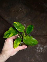 Philodendron Green Congo Hybrid Variegated Live Large Vibrant Pant - EXTREMELY Rare Collector Plant | SAME Plant | VERY Hard to Come By