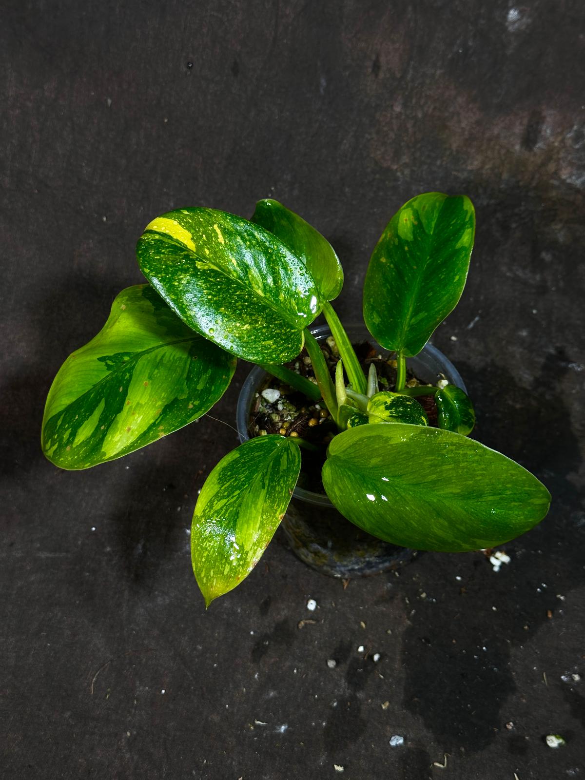 Philodendron Green Congo Hybrid Variegated Live Large Vibrant Pant - EXTREMELY Rare Collector Plant | SAME Plant | VERY Hard to Come By