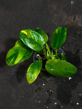 Philodendron Green Congo Hybrid Variegated Live Large Vibrant Pant - EXTREMELY Rare Collector Plant | SAME Plant | VERY Hard to Come By