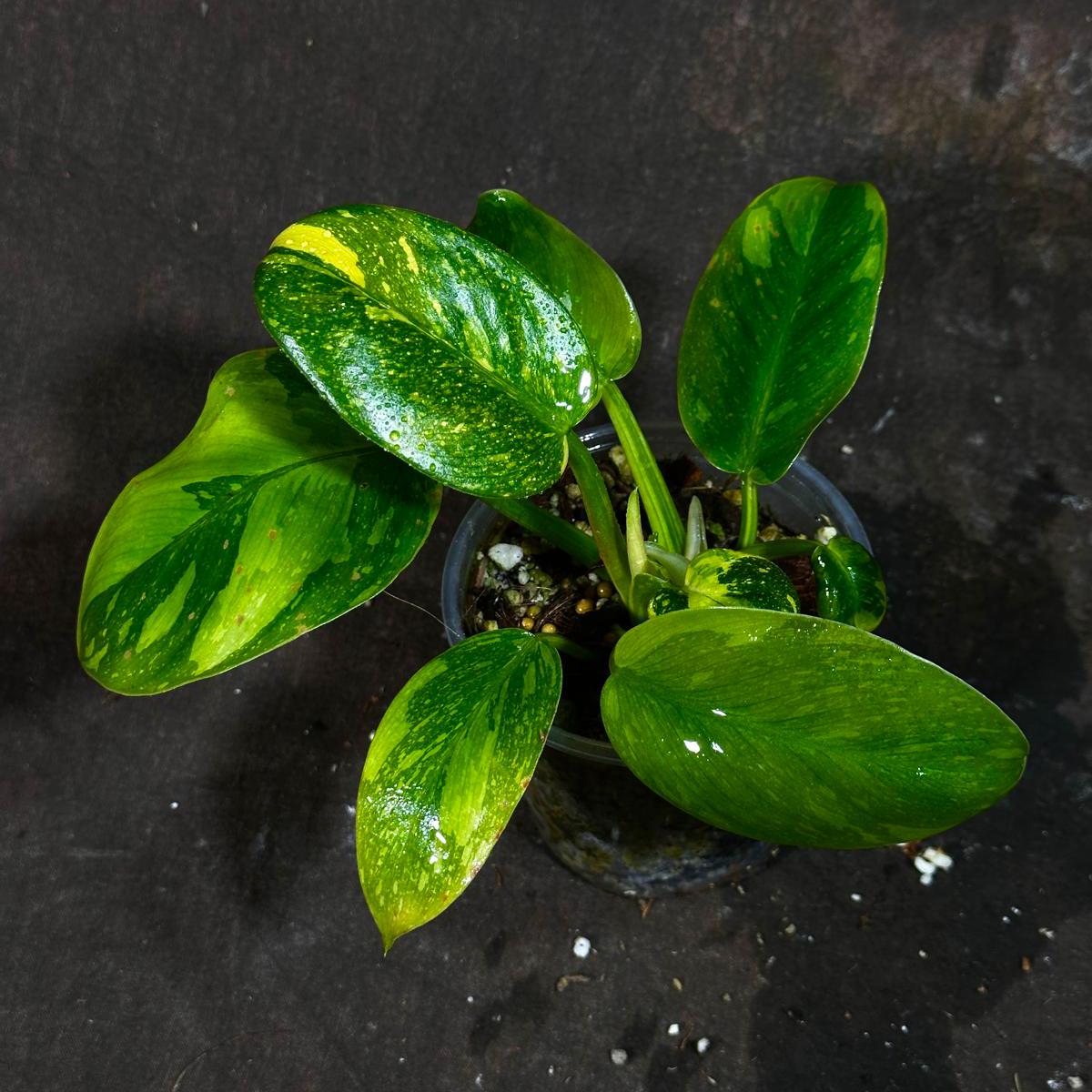 Philodendron Green Congo Hybrid Variegated Live Large Vibrant Pant - EXTREMELY Rare Collector Plant | SAME Plant | VERY Hard to Come By
