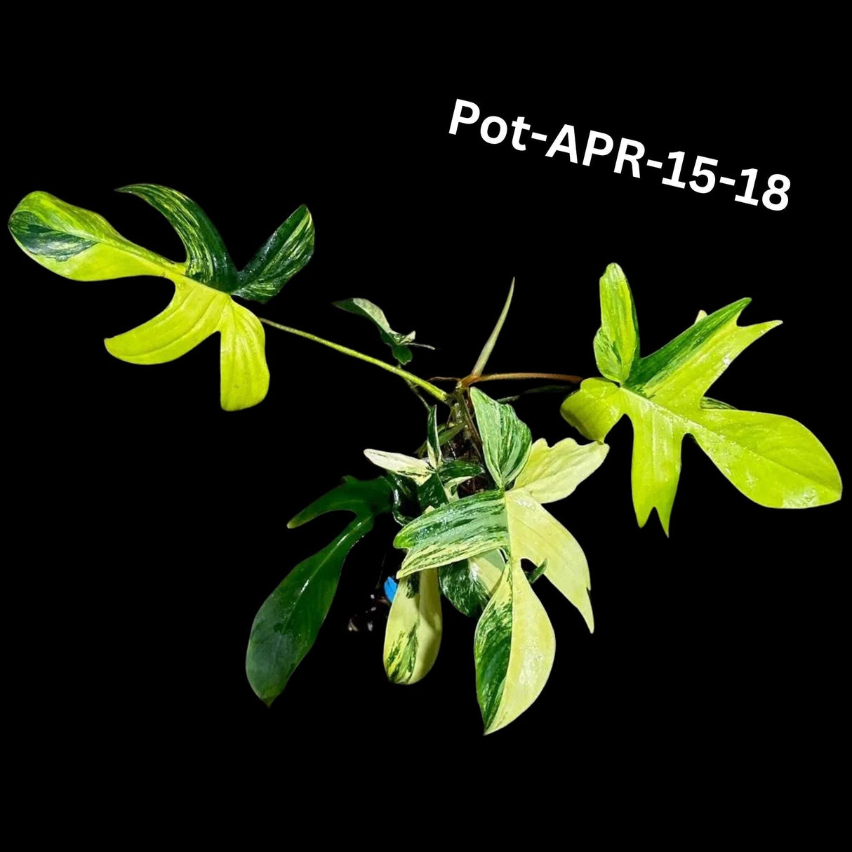 Variegated Philodendron Florida Beauty Cutting - SAME PLANT as the images - Extremely Rare Variegation Florida Beauty Live Indoor plant