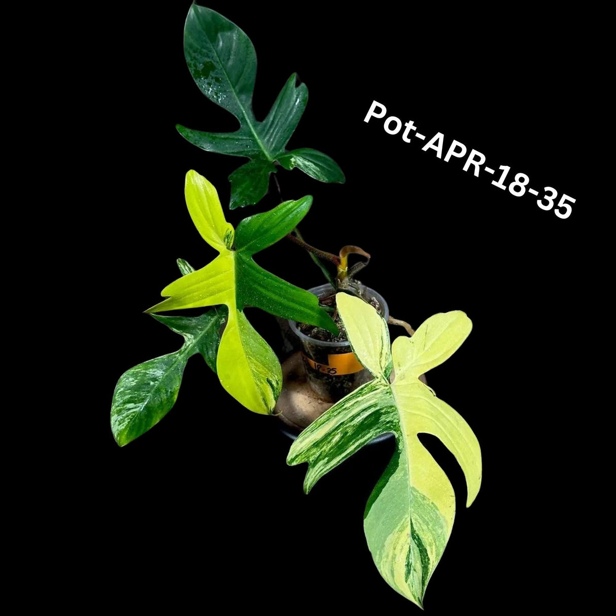 Variegated Philodendron Florida Beauty Cutting - SAME PLANT as the images - Extremely Rare Variegation Florida Beauty Live Indoor plant