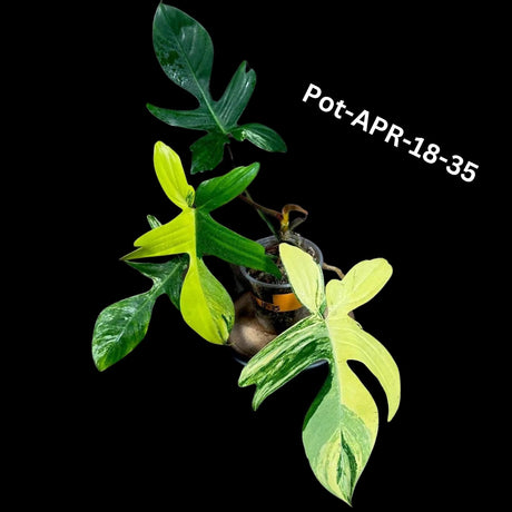 Variegated Philodendron Florida Beauty Cutting - SAME PLANT as the images - Extremely Rare Variegation Florida Beauty Live Indoor plant