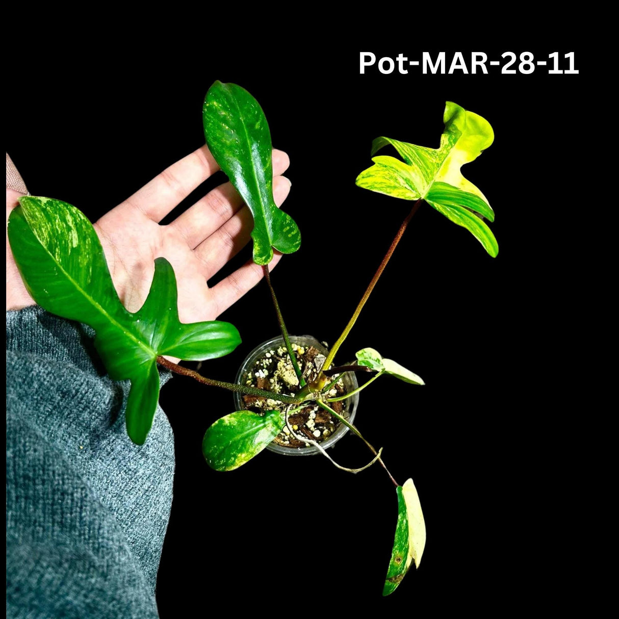 Variegated Philodendron Florida Beauty Cutting - SAME PLANT as the images - Extremely Rare Variegation Florida Beauty Live Indoor plant