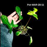 Variegated Philodendron Florida Beauty Cutting - SAME PLANT as the images - Extremely Rare Variegation Florida Beauty Live Indoor plant