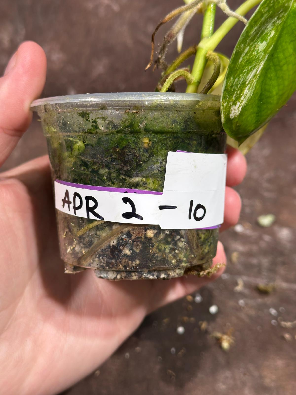 Variegated Scindapsus Pictus 'Jade Satin' Plant in a Nursery Pot | Rare Collector 2 Leaf Potted Plant | SAME Plant as images | US Seller